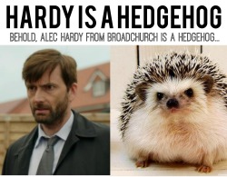 curiousitykilledthecatfish:  IT STARES INTO YOUR SOUL! Hardy the Hedgehog. I need a life. 05/12/2015  