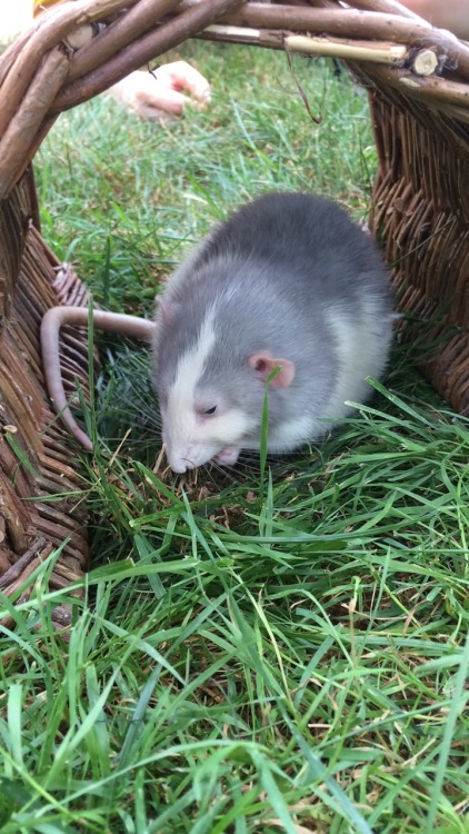 chinburd:  Harvey Dent plays in the cool grass. :) 