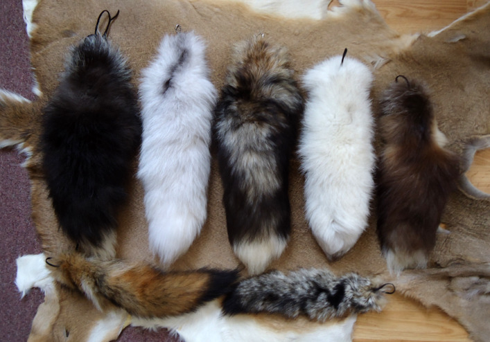 coyotequeen:  I took some of my lambskin and decided to back my silver fox tail with