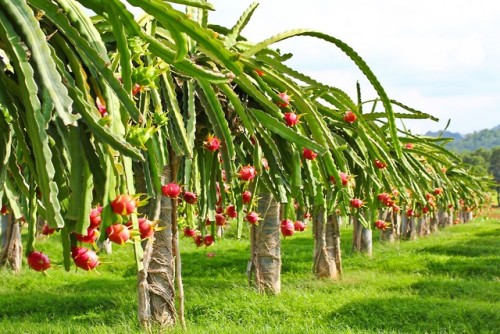 Hylocereus undatus (Dragon Fruit)