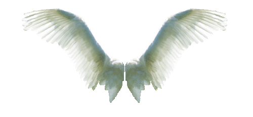 ebrvhim:  transparent wings