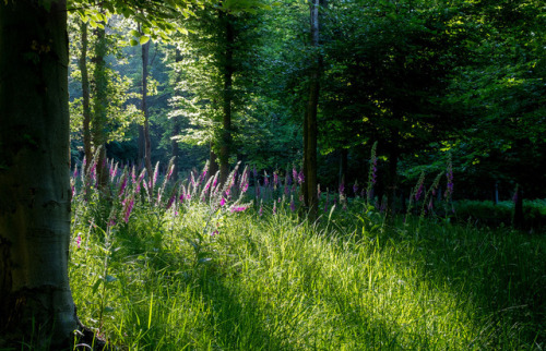 The Foxglove Woods by Adrian Jones