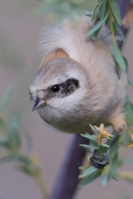 The white-capped penduline chickadee is the smallest, fluffiest, grouchiest bird in Mongolia. It is 