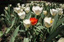 gravitationalbeauty:  the bride of white tulips by farshad hadi