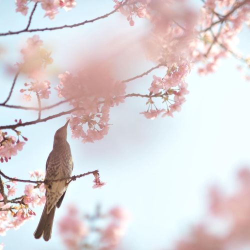 亀戸水神にて。 河津桜とヒヨドリ。 #japan #tokyo #flowers #birds #bulbul #spring #nikon #nikonphotography #beautifulj