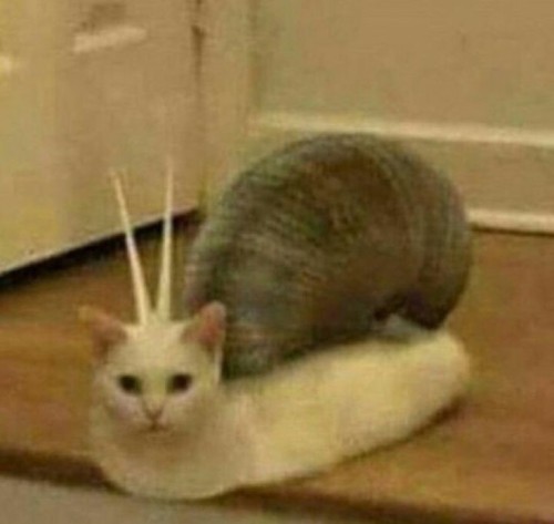 Octavinelle As Cats Because Y'all Liked The Pomefiore One