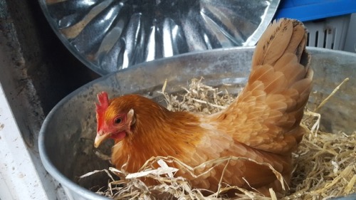 cluckyeschickens: beanmilks: Bed cleaning is the best part of the day bc that means the STRAW BIN is