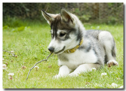 revenov:  Siberian Husky PUPPY MODE  Source: DeviantART - Siberian Husky &lt;search/enter&gt;