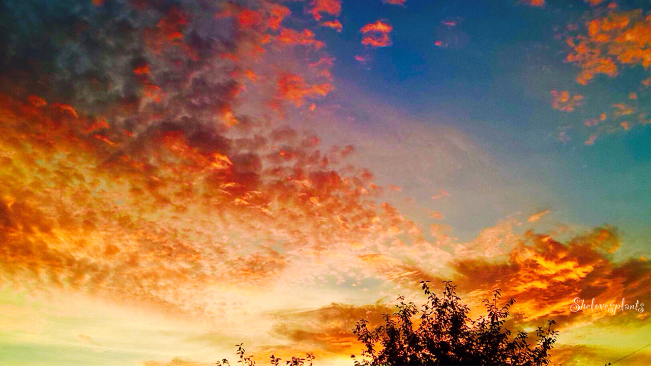shelovesplants:  Fall sunsets ☀️🍁🍂🙏🏻