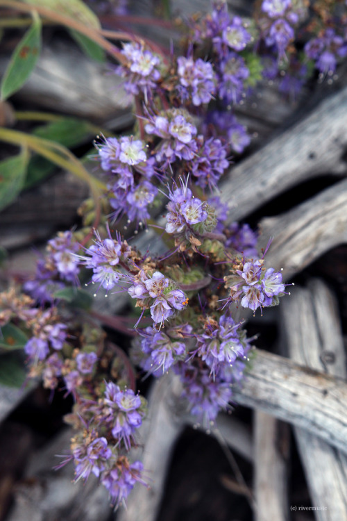 Driftwood and Phacelia flowers grace the northern shores of Yellowstone Lakeby riverwindphotography,