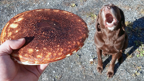 pancake frisbee? my dog is ready