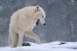 magicalnaturetour:  Arctic Snow Wolf by Josef