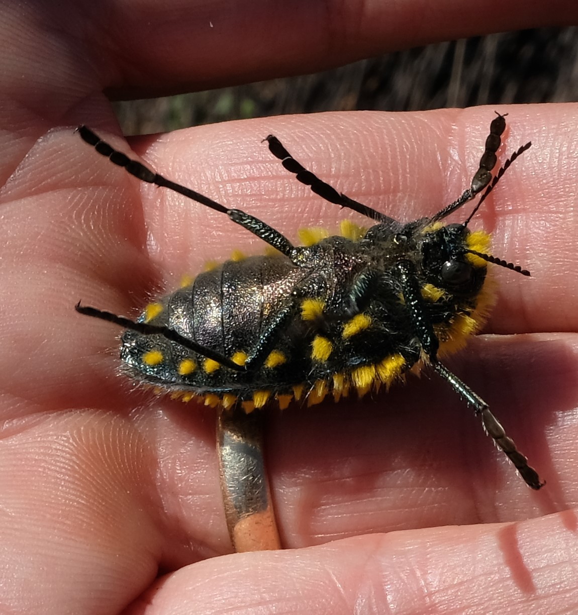onenicebugperday:Brush jewel beetle, Julodis viridipes