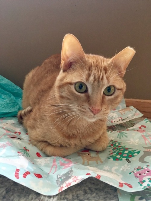 Long-legged Loaf.