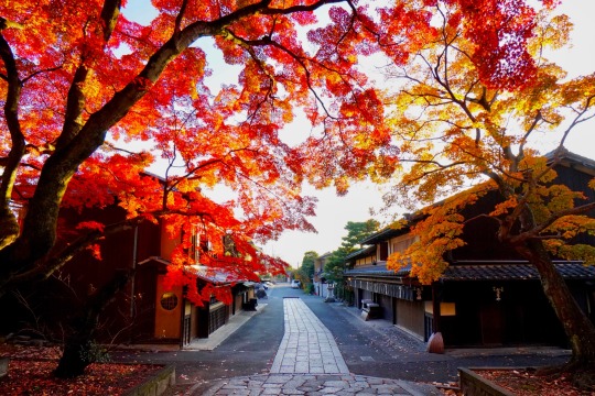 Autumn Japan Explore Tumblr Posts And Blogs Tumgir