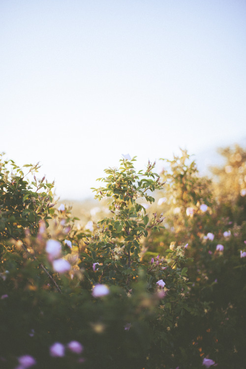 juliamstarr:Cloudless skies and pretty blossoms.
