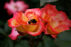 blooms-and-shrooms:  Betty Boop Bumblebee