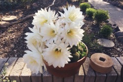 ahellonearth:  This cactus flowers once a