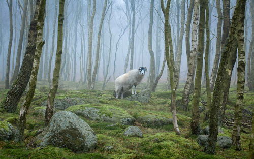 Surprise Sheep 2 by millsj82 on Flickr.