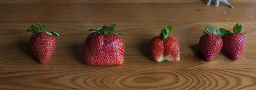 asapscience:Our strawberries went through mitosis this morning. via Reddit