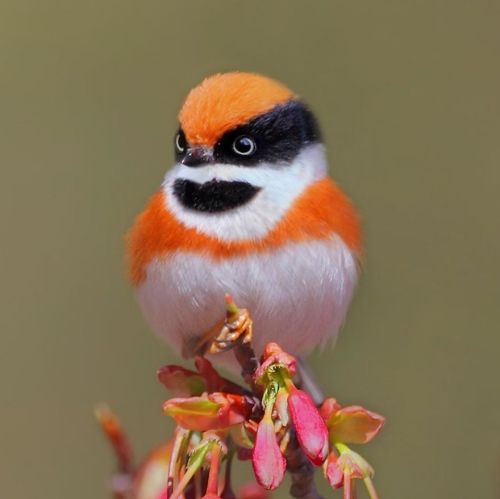 fine-tevinter-wines: awesome-picz: This Bird Is Called The Black-Throated Bushtit And Yes, You Read 