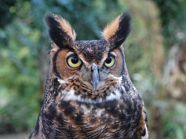 cloudyowl:  Great Horned Owl by mdrake001 