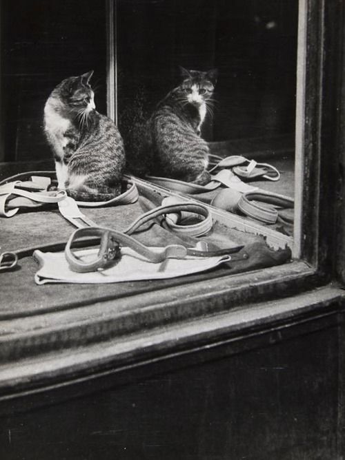 afrouif: Brassai Cat