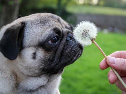 pugs are cute