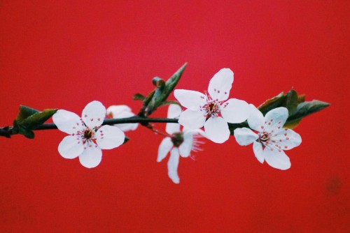 lilyandthebanshees.tumblr.com/post/142452135027/