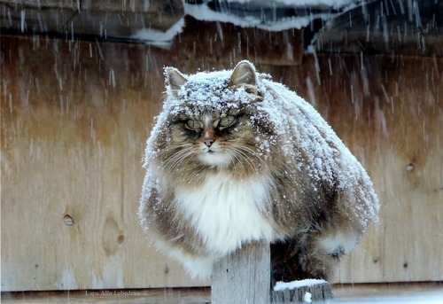 Siberian Cats are amazing and smashing! Unusual colony of ginger cats in little Russian village — re