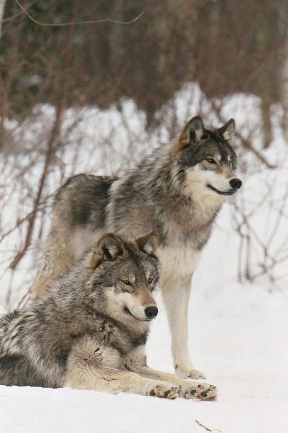 Stop Killing Wolves!