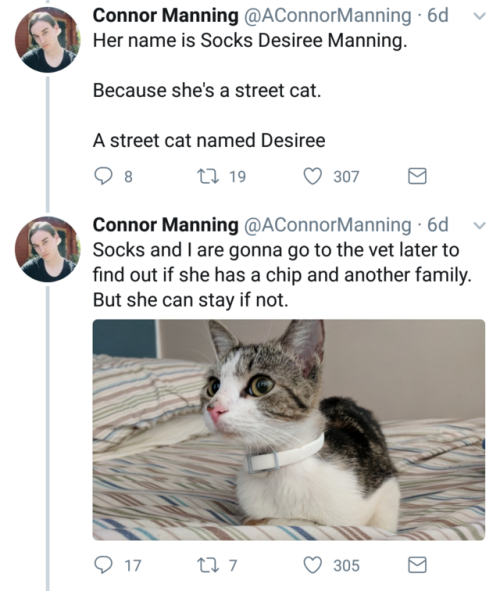 aconnormanning:so i have a cat nowsan lang is that you? ｡◕‿◕｡