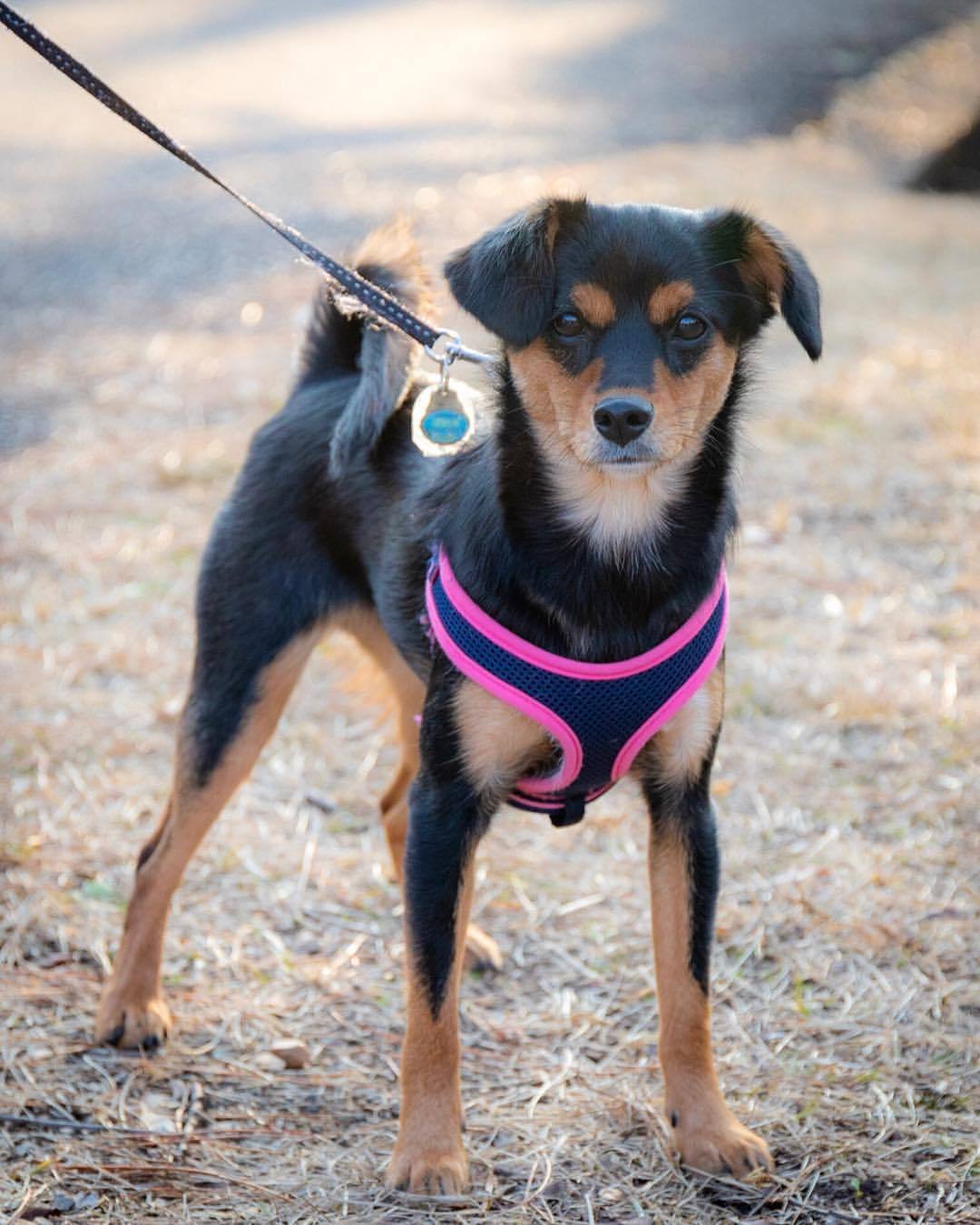 犬の写真ace Berg はる 1歳 柴犬 と チワワ の ミックス犬 あさが来た Shiba