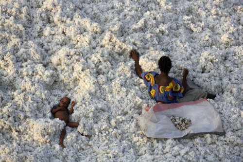 ferrarisheppard:Origin of Cotton (photo: Yann Arthus-Bertrand)