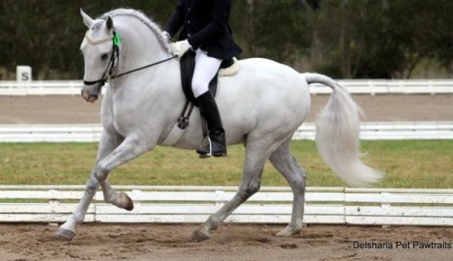 257 Favory Pallavicina226 Favory Naussica  x Pluto XXIX-23Lipizzaner, Stallion15.2hhBorn 2007