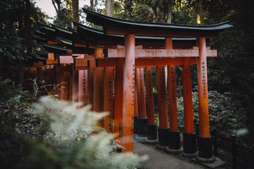 Torri gatesFushimi Inari-taisha | Kyoto  | Japanby desomnisInstagram | Flickr | Tumblr | GettyImages