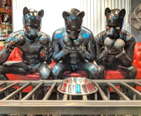 rubberforfun:  No food for bad puppies 🍜#rubber porn pictures