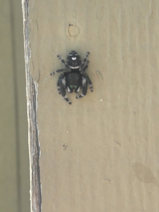 silver-tongues-blog: jitterbugjive:     I found the type of spider i based dotty’s pet on, I’m so happy! I had one of these jumping babies for a few months as a teen  So cuuute   :o) 