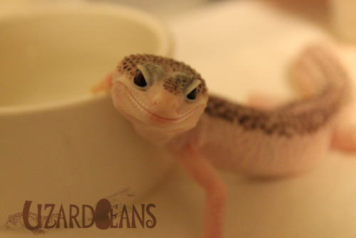 lizardbeans:Do you think she knows how perfect she is?