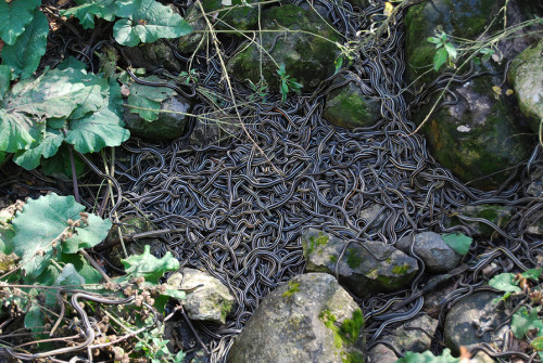 majinbabe: In the fall, droves of garter snakes migrate back to these rocky pits to hibernate in the