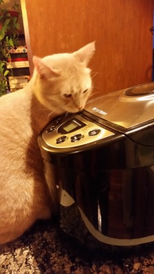 unfollovving: blubbernuggetss:  unflatteringcatselfies:  This is Rico, and he suddenly loves my mom’s bread machine for some reason.  bread boy   Let him bake 