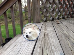 yugichrist:  Please help this dog who’s trapped in a mirror……….