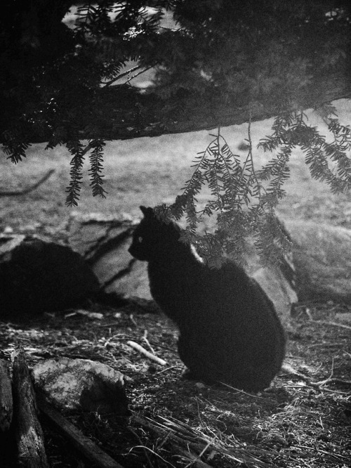 jiji-de-jiji:©juri