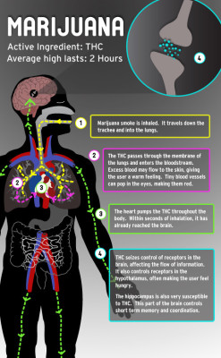 smuntingblokes:  interesting infographic