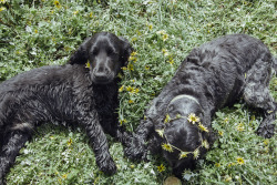 handsomedogs:  My beautiful cocker spaniel pups Finn and Ash lazing in the daisies after a swim in the dam.