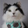 geekandmisandry: succubarbie:  theoreocat: A cat with a strange addiction 🍞  SCREAMING