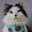 theoreocat:theoreocat:Oreo likes to multitask. adult photos