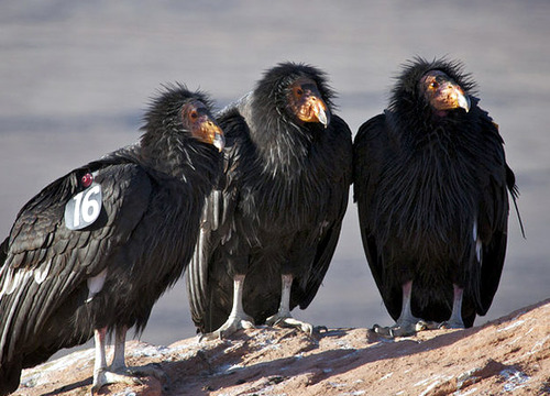 dezzoi:  Turkey Vulture Black Vulture King Vulture Greater and Lesser Yellow Headed