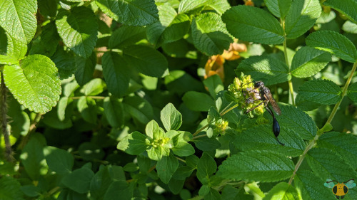  Gold-Marked Thread-Waisted Wasp - Eremnophila aureonotataHow fleeting this insect is: 2 pictures in