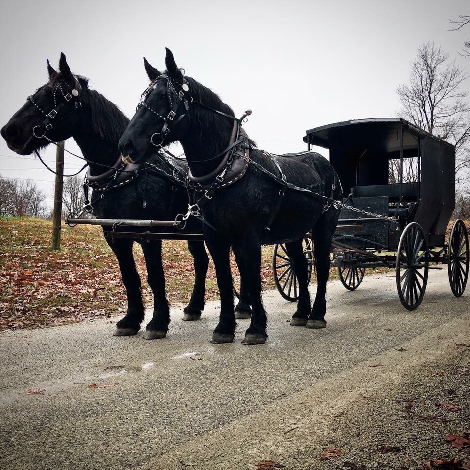 draftmare:  Percheron draft mare team